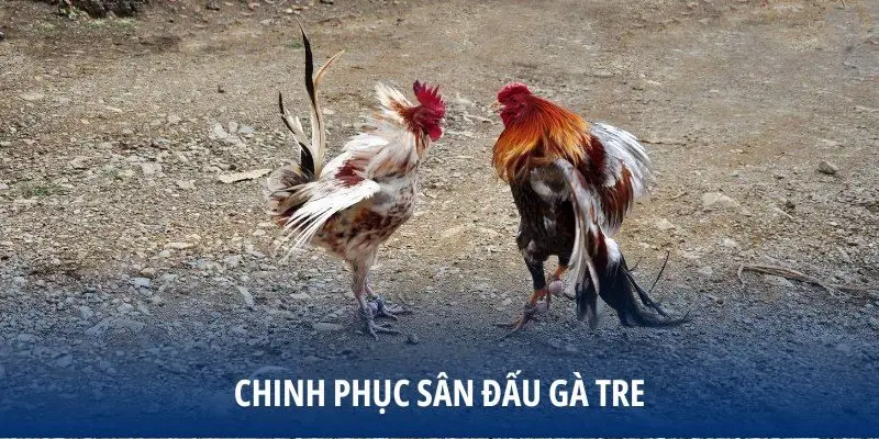 Chinh phục sân đấu gà tre