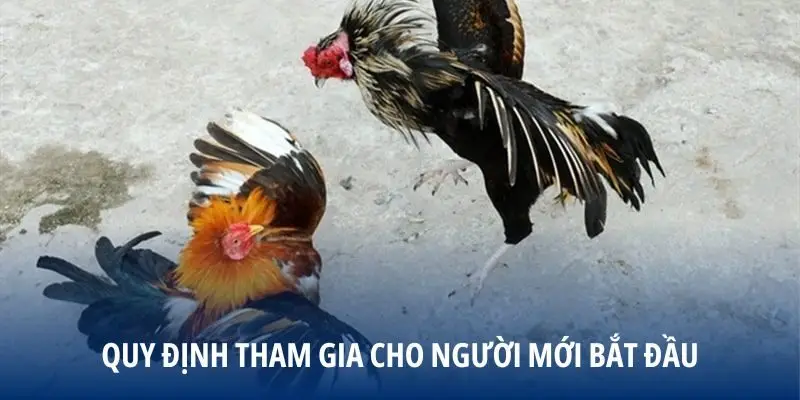 Quy định tham gia cho người mới bắt đầu