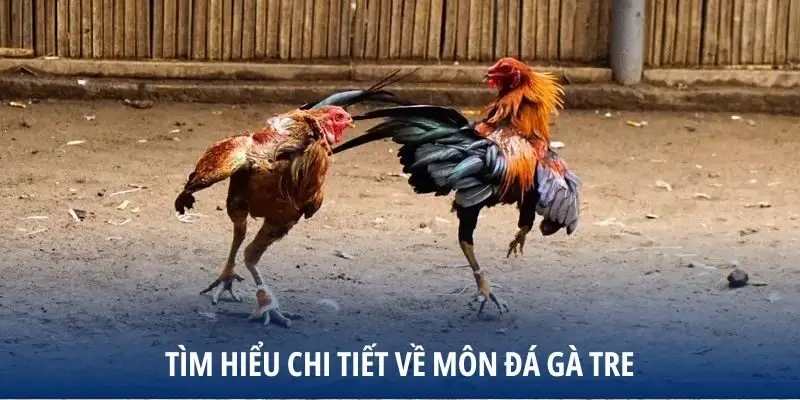 Tìm hiểu chi tiết về môn Đá Gà Tre